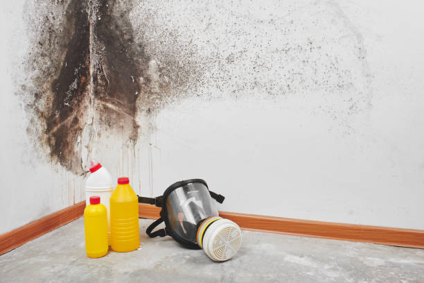 Best Post-Flood Mold Remediation in Evans City, PA