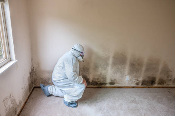 Reliable Evans City, PA Mold Remediation Solutions